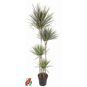 Drac Bicolor 120-90-60-30