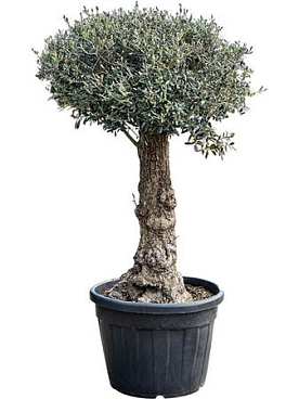 Olea Europaea (170-200)
