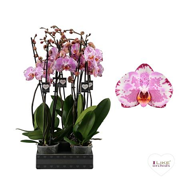 Phal 2st Ismaeli 14+ (levo)