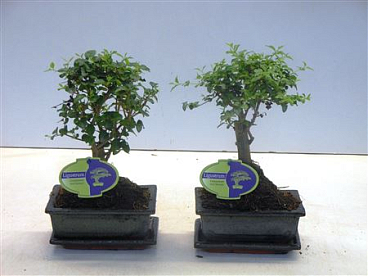 Bonsai Ligustrum Sinensis, With Drip