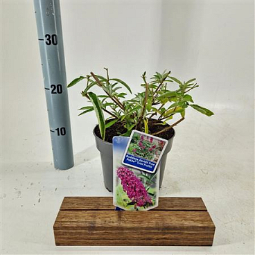Buddleja Dav Free Petite Tutti Frutti