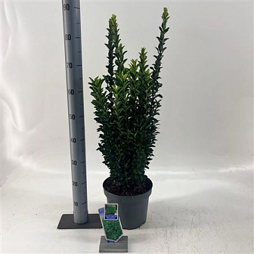 Euonymus Jap Microphyllus
