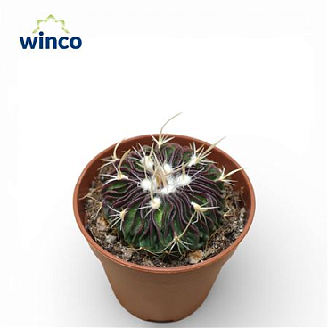 Echinofossulocactus Multicostatus Rubra