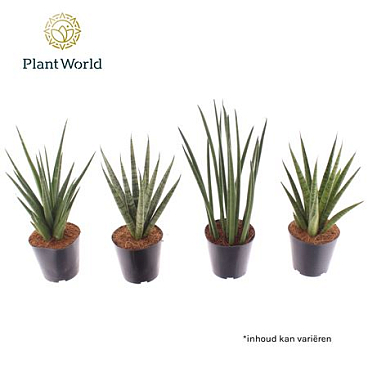 Sansevieria Mix Basic Mix