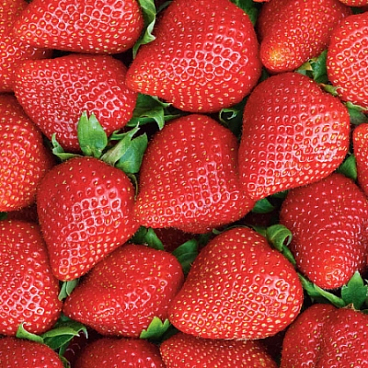 Земляника Дестини