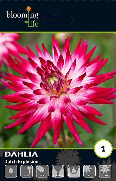 Георгина кактусовая Датч Экспложн