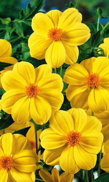 Георгина Миньон желтая