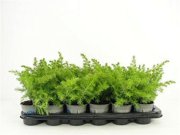 Juniperus Conf All Gold