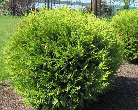 Туя западная Глобоза Ауреа