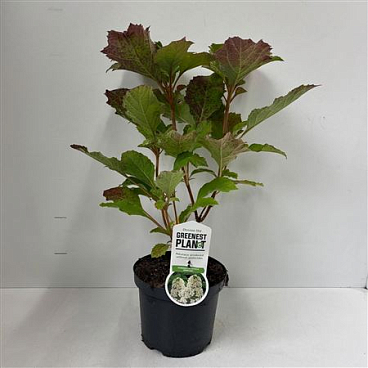 Hydrangea Quercifolia Snowflake