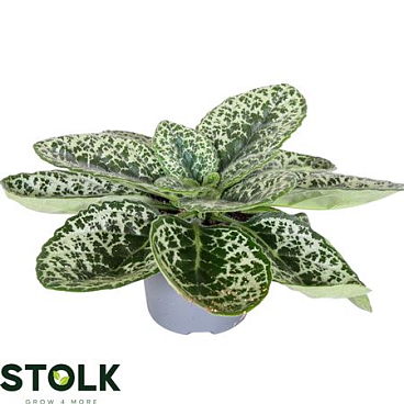 Streptocarpus Pretty Turtle