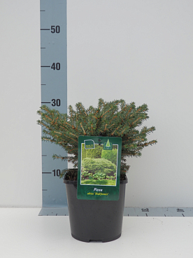 Ель обыкновенная Нидиформис