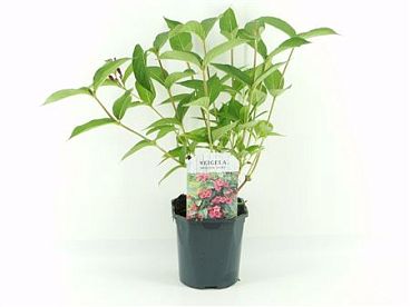 Weigela Bristol Ruby