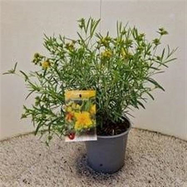 Hypericum Kalmianum Gemo