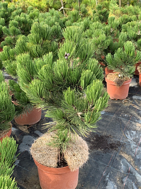 Сосна гельдрейха Компакт Гем