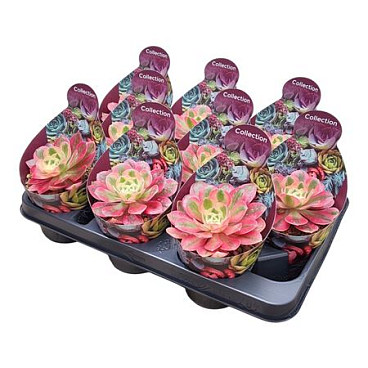 Aeonium Pink Witch Potcover