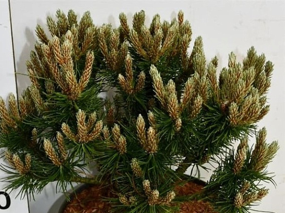 Сосна горная Хейдеперле