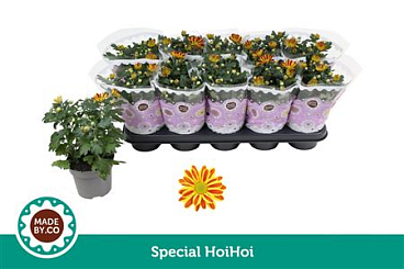 Chrys Special Hoihoi