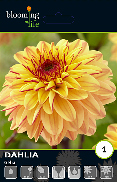 Георгина декоративная Джелия