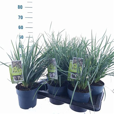 Sesleria Heufleriana