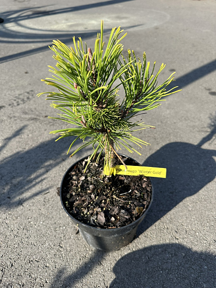 Сосна горная Винтер Голд