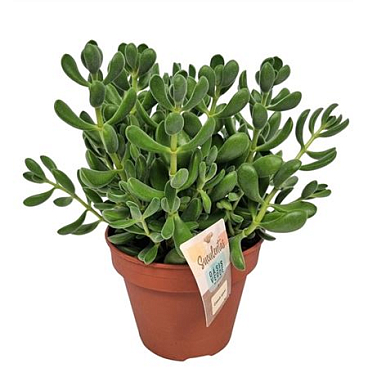 Crassula Rogersii