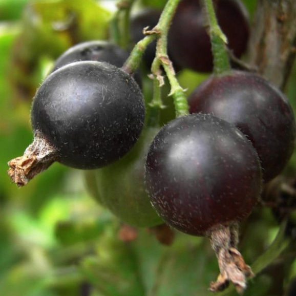 Йошта в тубе