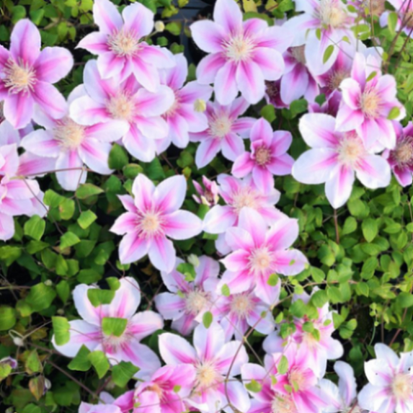 Клематис гибридный Бис Джубили