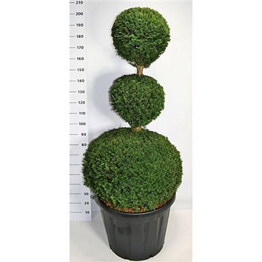 Taxus Baccata Trio Ball