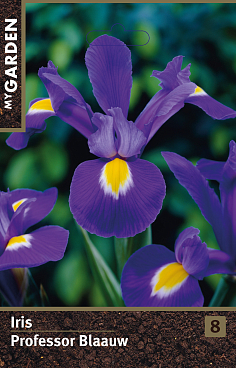 Ирис голландский Профессор Блаау