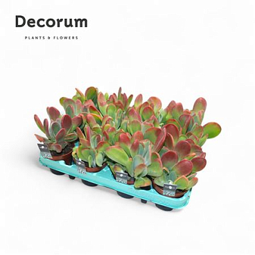 Kalanchoe Oricula Decorum+steker