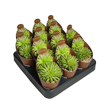 Haworthia Kikuhigasa Potcover