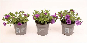 Calibrachoa Minifamous Double Amethyst