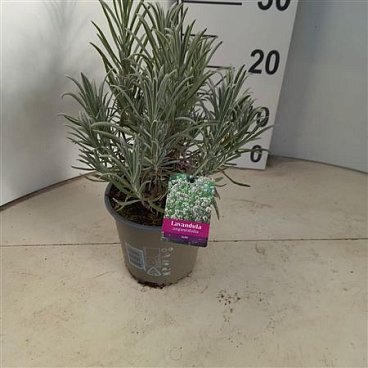 Lavandula An Alba