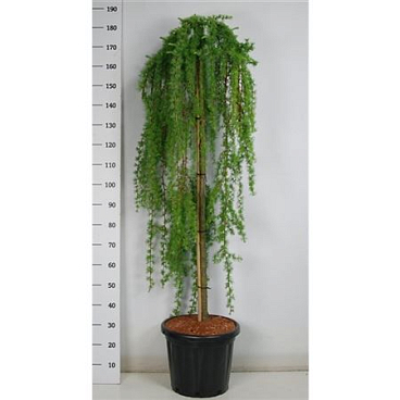 Larix Kaempf Stiff Weeper On Stem