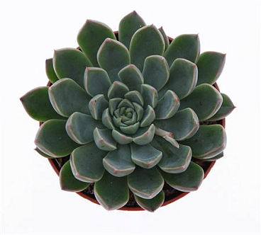 Echeveria Hybrid Sirrah