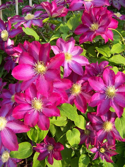 Клематис гибридный Какио