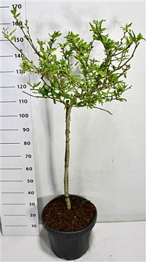 Magnolia Stel Rosea On Stem