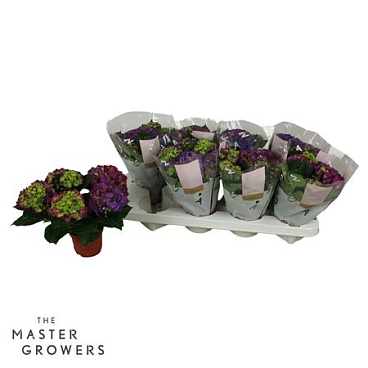 Hydrangea Ma Ningbo 3+