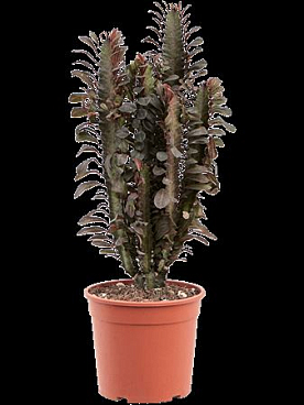 Euphorbia Trigona Rubra 17 Cm