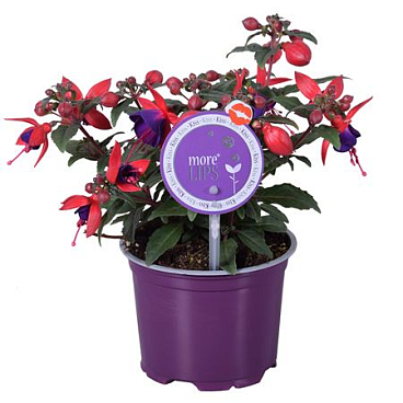 Fuchsia Bella Sacha (morelips)