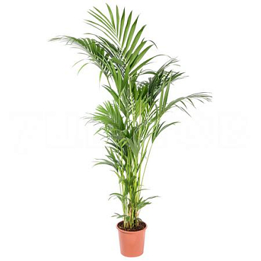 Ховея Форстериана