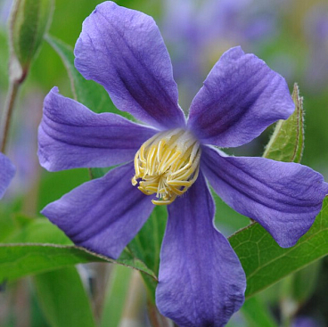 Клематис гибридный Юули в тубе