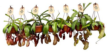 Nepenthes Monkey Jars Mix