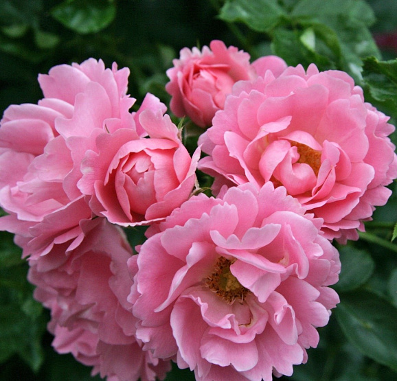 Роза парковая Саммеруинд