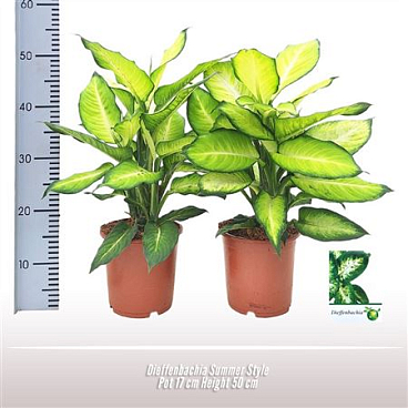 Dieffenbachia Summer Style
