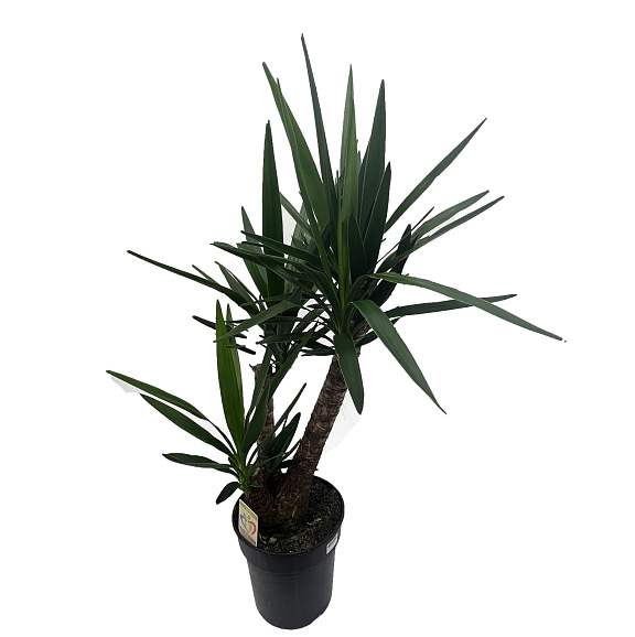 Юкка разветвленная