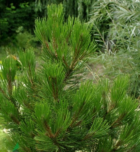Сосна белокорая Ден Оуден