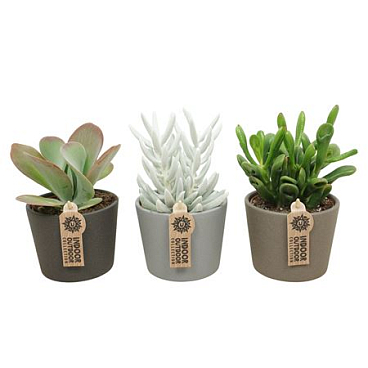 Succulent Mix In Kermamic