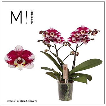 Phal 2st Spirit Red Special